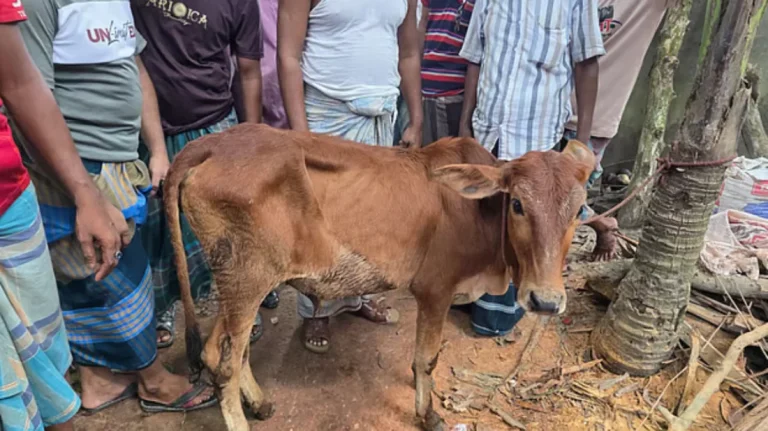 চুরি হওয়া গরু মিললো বিএনপি নেতার গোয়ালঘরে, দল থেকে শোকজ